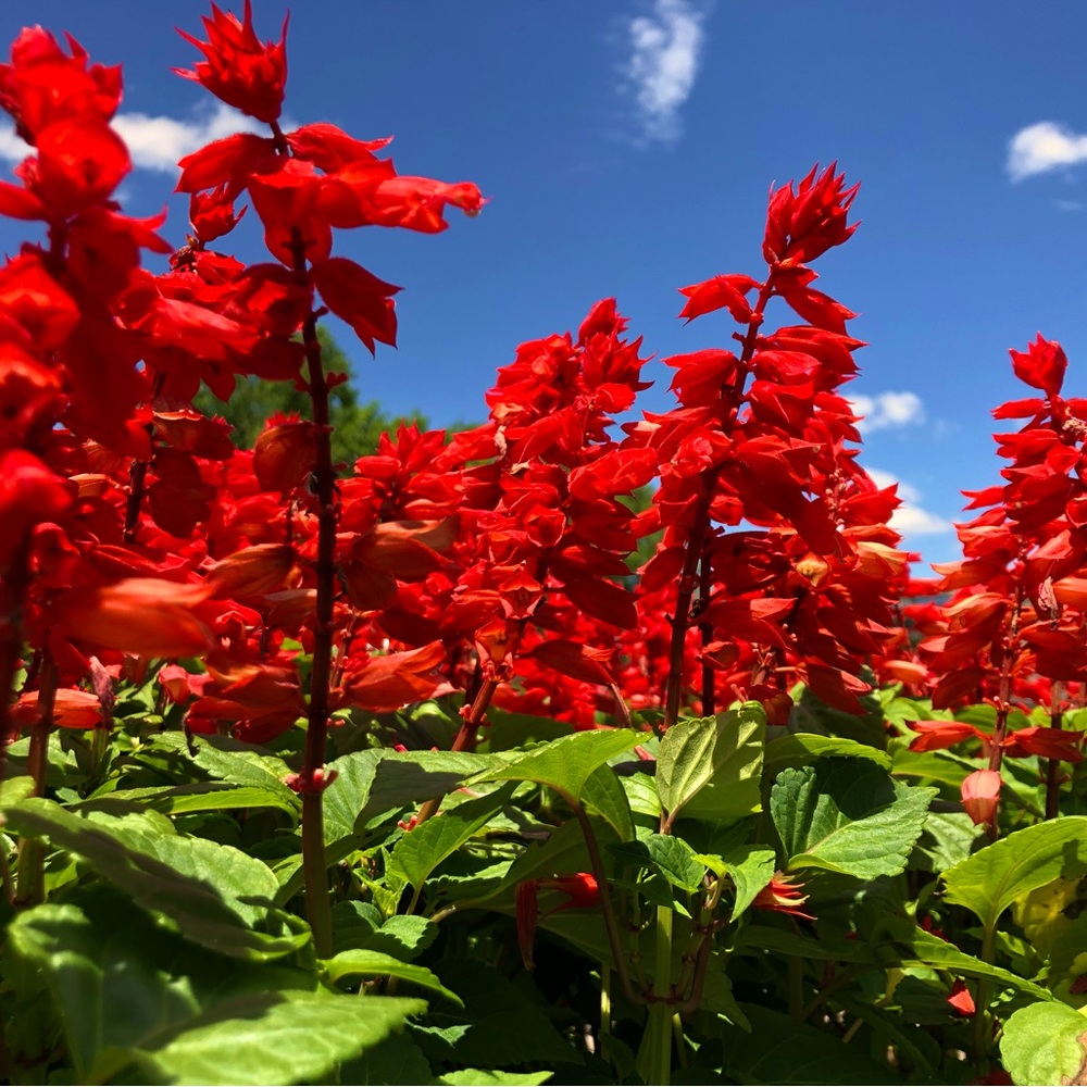 Meet your Posher, Emma